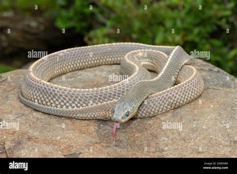 A Wild Cape File Snake Limaformosa Capensis Also Known As The Common