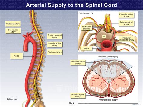 Arterial Supply To The Spinal Cord Trialexhibits Inc