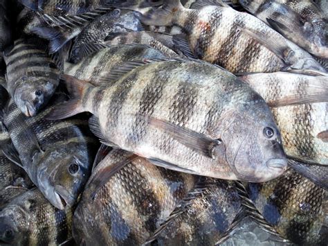 ☆ a) a large, edible, marine porgy fish (archosargus probatocephalus) with a massive head, a striped body, and sheeplike incisor. Beaches History: Sheepshead Season 2016