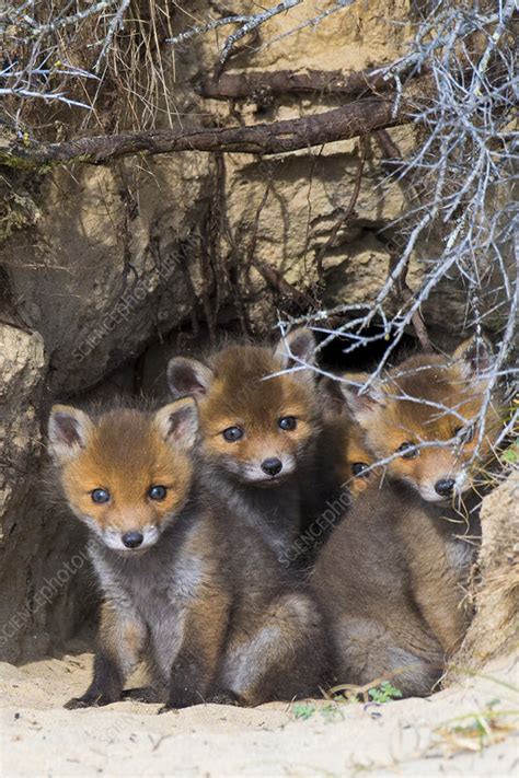 Red Fox Cubs In A Den Stock Image C0549215 Science Photo Library
