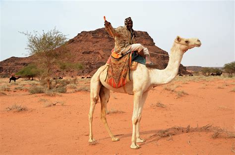 Camel Cutting In Saudi Arabia