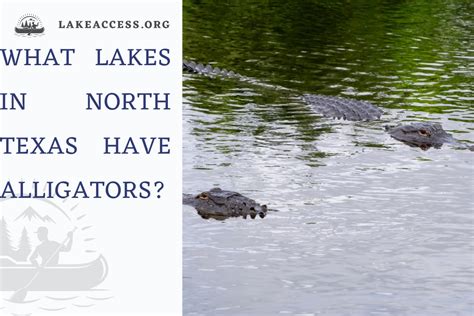 Most Alligator Infested Lakes In North Texas What You Need To Know