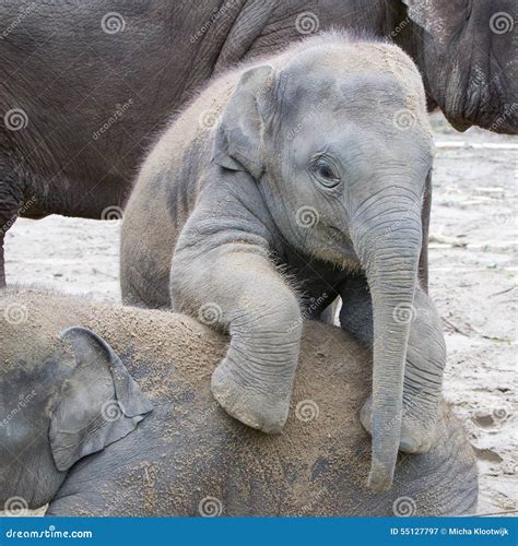 Two Baby Elephants Playing Stock Image Image Of Ears 55127797