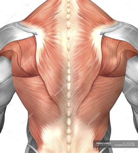 schiena anatomia human muscle anatomy muscle diagram muscle anatomy sexiz pix