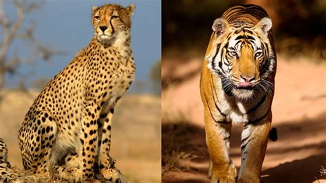 Tiger Vs Cheetah Know Difference Between Tiger And Cheetah Lion Leopard Pm Modi Kuno National