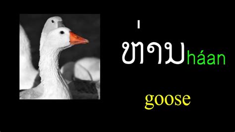 Learn The Lao Alphabet In 3 Min Lesson 6 ວ ຫ ອ ຮ Youtube