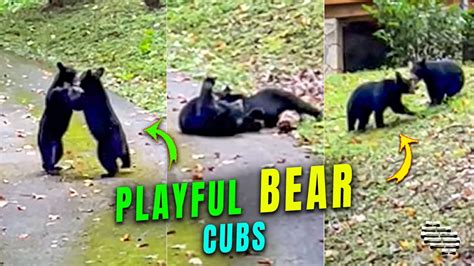 Two Playful Bear Cubs Wrestling Together Youtube