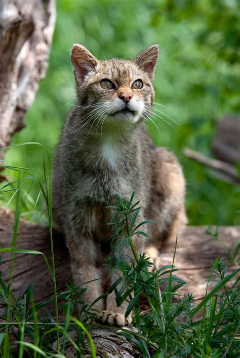 Ireland provides so much inspiration for cat names. Scottish Wildcat | Sera.D. | Flickr