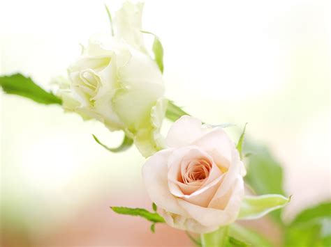 Pure White Roses Roses Photo 34611013 Fanpop