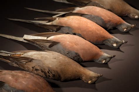 Why Did The Passenger Pigeon Go Extinct 𝐆𝐫𝐫𝐥𝐒𝐜𝐢𝐞𝐧𝐭𝐢𝐬𝐭 Medium