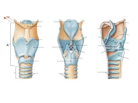 Cartilaginous Structures Of Larynx Diagram Quizlet