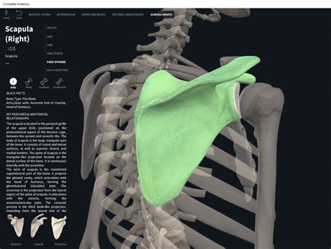 Slides Scapula Basic Sciences