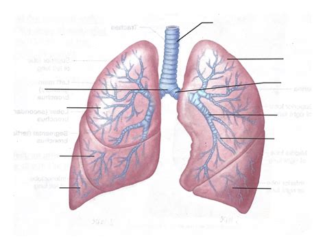 Anatomy Of The Lungs Diagram Quizlet