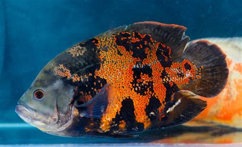 Oscar Fish Care Facts And Information
