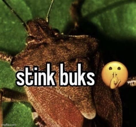 Stink Buks Imgflip