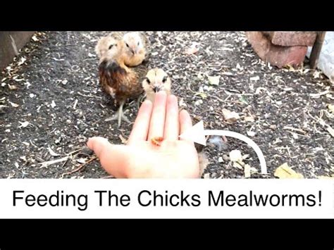 Feeding The Chicks Mealworms Youtube