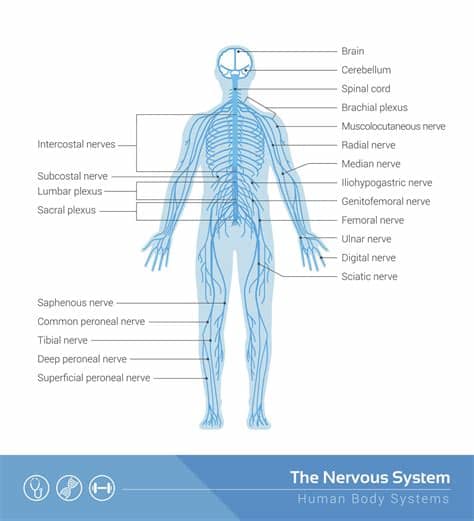The central nervous system (cns) in its most simple divisions consists of all nervous tissue in the spinal cord and the brain. Human Nervous System Structure and Functions Explained ...