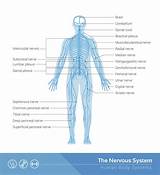 The central nervous system is composed of the brain and the spinal cord. Human Nervous System Structure and Functions Explained With Diagrams - Bodytomy