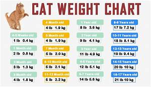 Weight Charts Cat Weight Chart Puppy Time