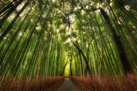 Bamboo Forest Kyoto Japan Photo On Sunsurfer