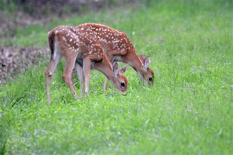 Twinsies White Tailed Deer Fawn Twins From The Yard In Pa Flickr