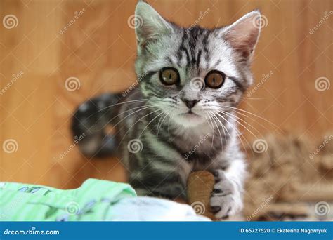 Kitten With Huge Eyes Stock Photo Image Of Fluffy Purebred 65727520