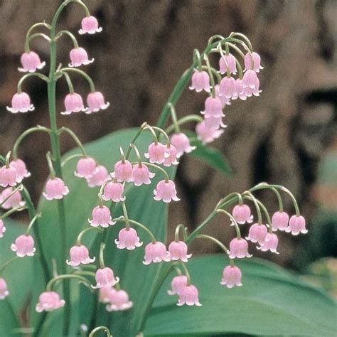 Lily Of The Valley Pink 3 Flowering Size Pips Lily Of The Valley