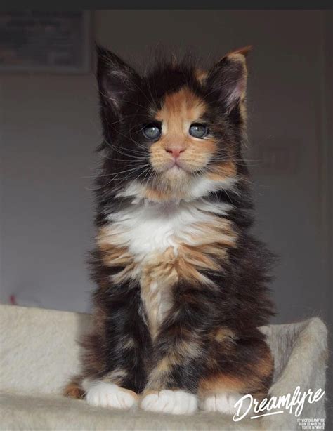 The cheapest offer starts at £8. Calico Maine Coon Cat For Sale - Pets Ideas