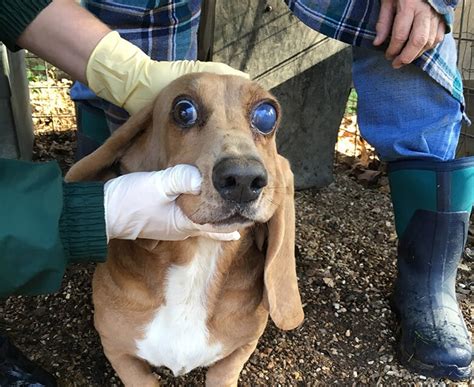 We strive to produce extremely healthy puppies with excellent temperaments that will make a loving addition to your family. Amedelyofpotpourri: Basset Hound Breeders Kansas