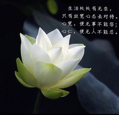 Pin On Chinese Quote