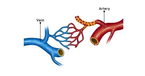 Differences Between Arteries And Veins In Human Body
