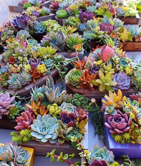 The good proportion is 1 part of cactus soil, 1 part. If you have any idea where this image--and these fantastic ...