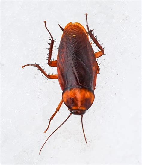 Hempstead pest control & extermination services new york pest control is a full service residential, commercial, and industrial pest control company serving long island and the five boroughs. cockroach pictures nyc, bronx, brooklyn, queens and long ...