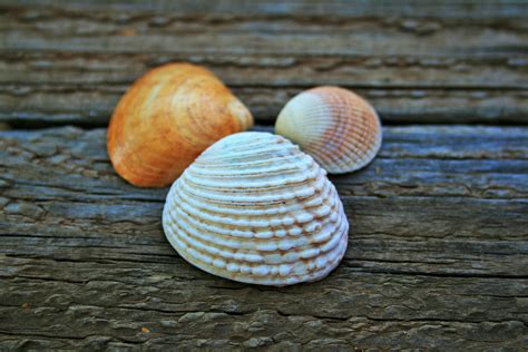 White Clam Shell Free Stock Photo Public Domain Pictures