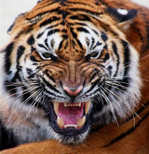 Snarling Tiger Face Big Cats Fierce Animals Tiger