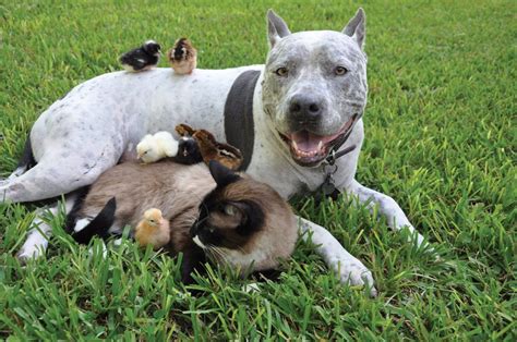 10 Highly Unusual Yet Adorable Animal Friendships