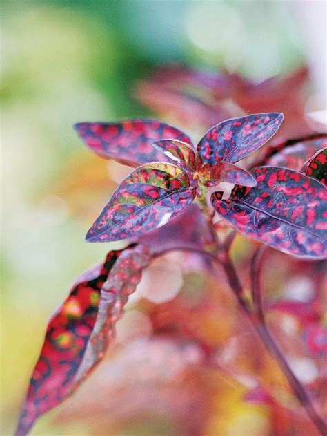 Maybe you would like to learn more about one of these? 12 of the Best Shade-Loving Annuals That Will Look ...