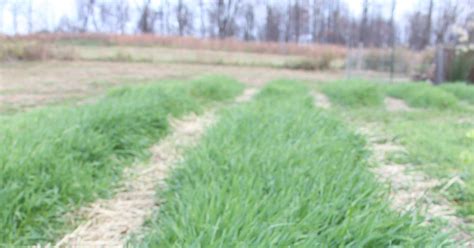 As soon as they arrived. Image Result For Winter Cover Crops Image Result For ...
