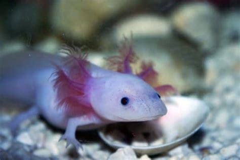 Axolotl Animal Facts Ambystoma Mexicanum Az Animals