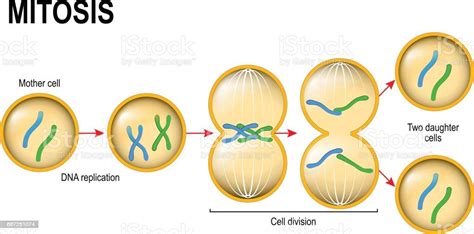 Mitosis Cell Division Stock Vector Art 687251074 Istock