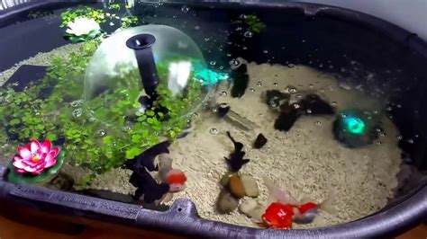 Small Indoor Goldfish Pond Good Times Youtube