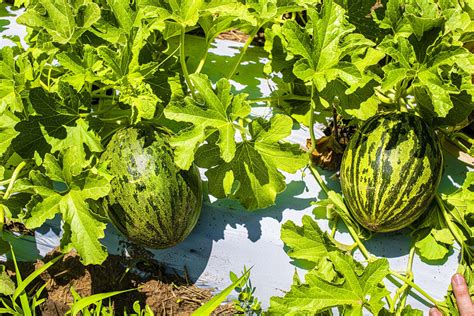 Melão Pele de Sapo Português Fazenda Tamanduá