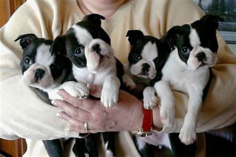 I have a very small breeding program. Adorable Boston Terrier Puppies For Sale FOR SALE ADOPTION ...