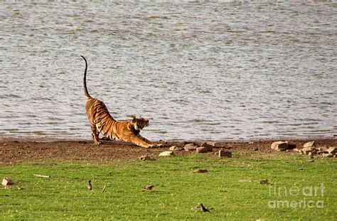 Tiger Stretching Ranthambore Photograph By Serena Bowles Fine Art America