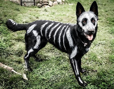 10 Awesome Halloween Costume Ideas For Dogs