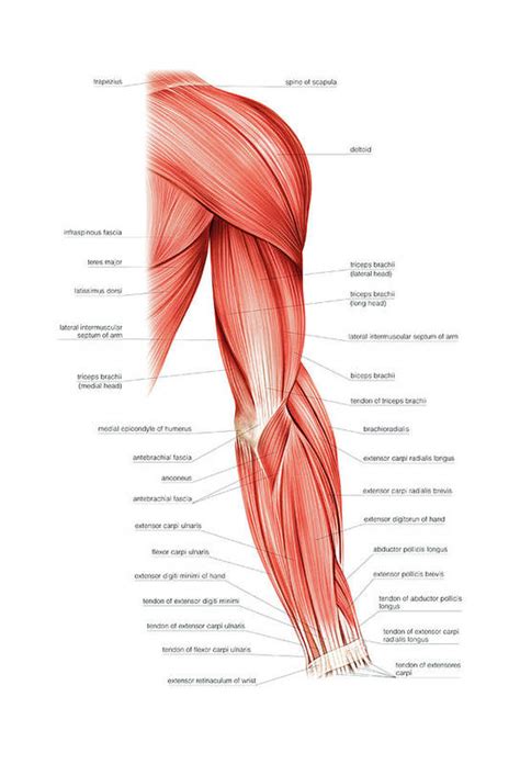 Muscles Of Right Upper Arm Art Print By Asklepios Medical Atlas