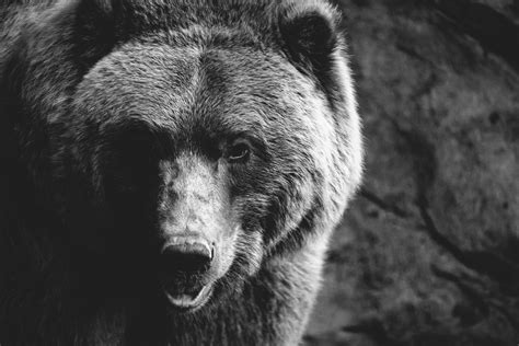 Animals Mammals Bears Wallpapers Hd Desktop And Mobile