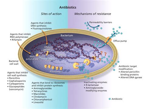 Figure3 Antimicrobial Resistance In Hospitals How Concerned Should