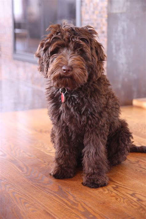 Chocolate Miniature Chocolate Mini Australian Labradoodle