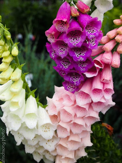 We did not find results for: Pin on Perennials